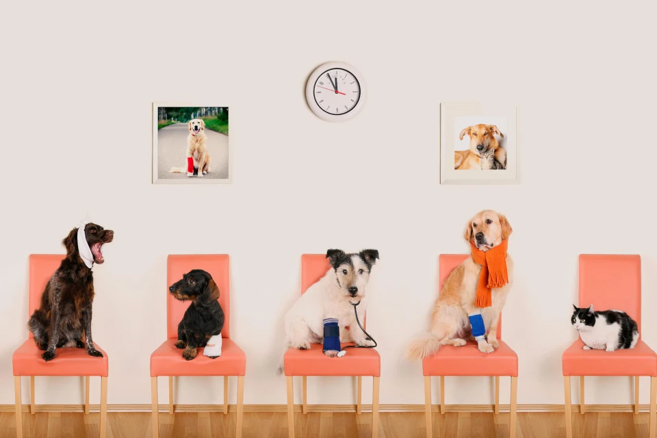 arte perros cuadros