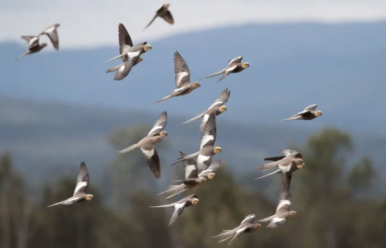 aves volando