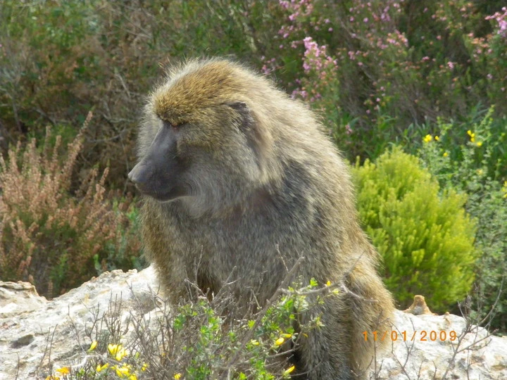 babuino