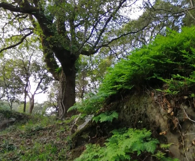 bosque susurrante