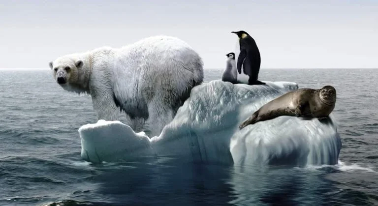 deshielo oso foca pinguino
