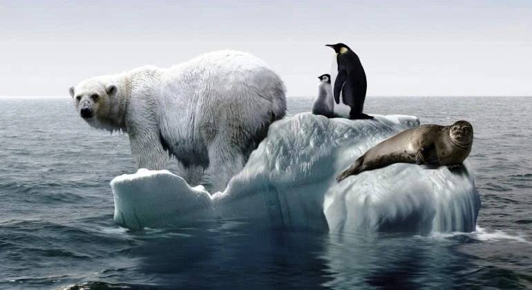 deshielo oso foca pinguino