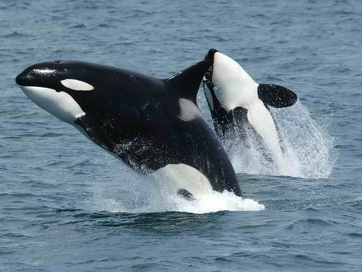 orcas ibericas