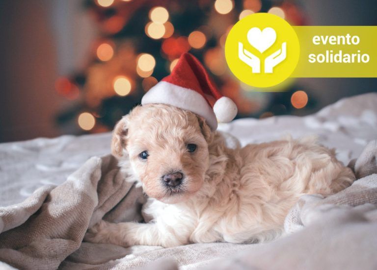 perro navidad
