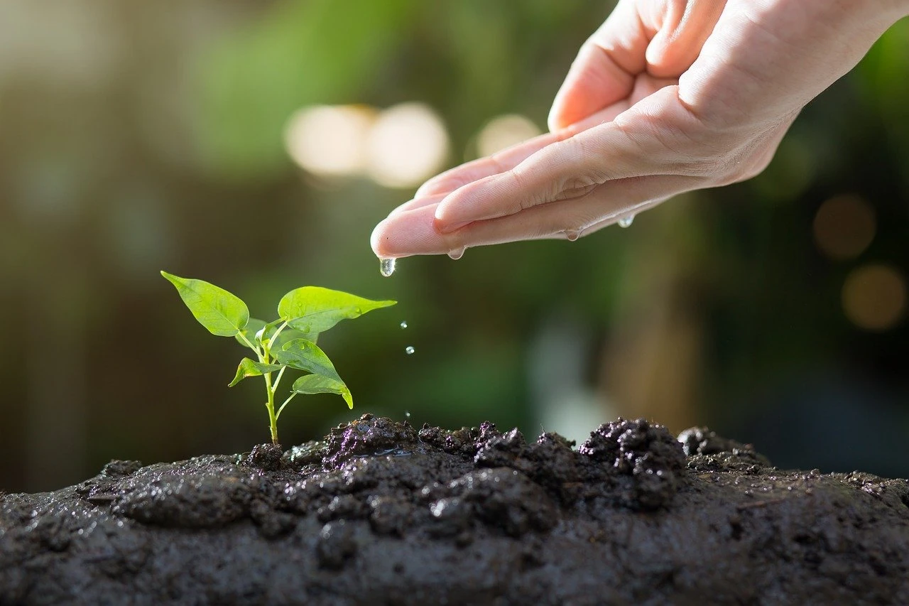 plantando arbol agua mano