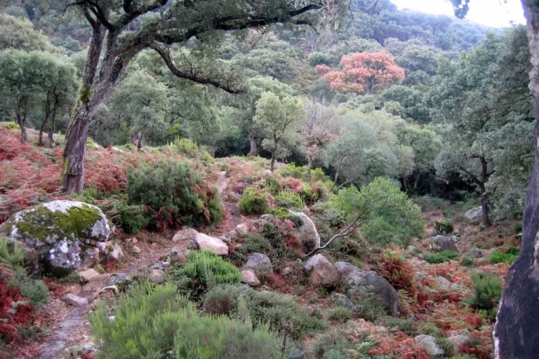 sendero rio guadalmesi 1