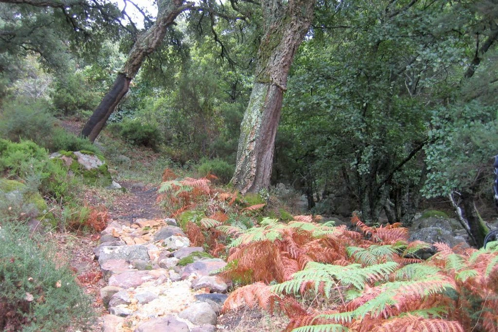 sendero de la miel comienzo